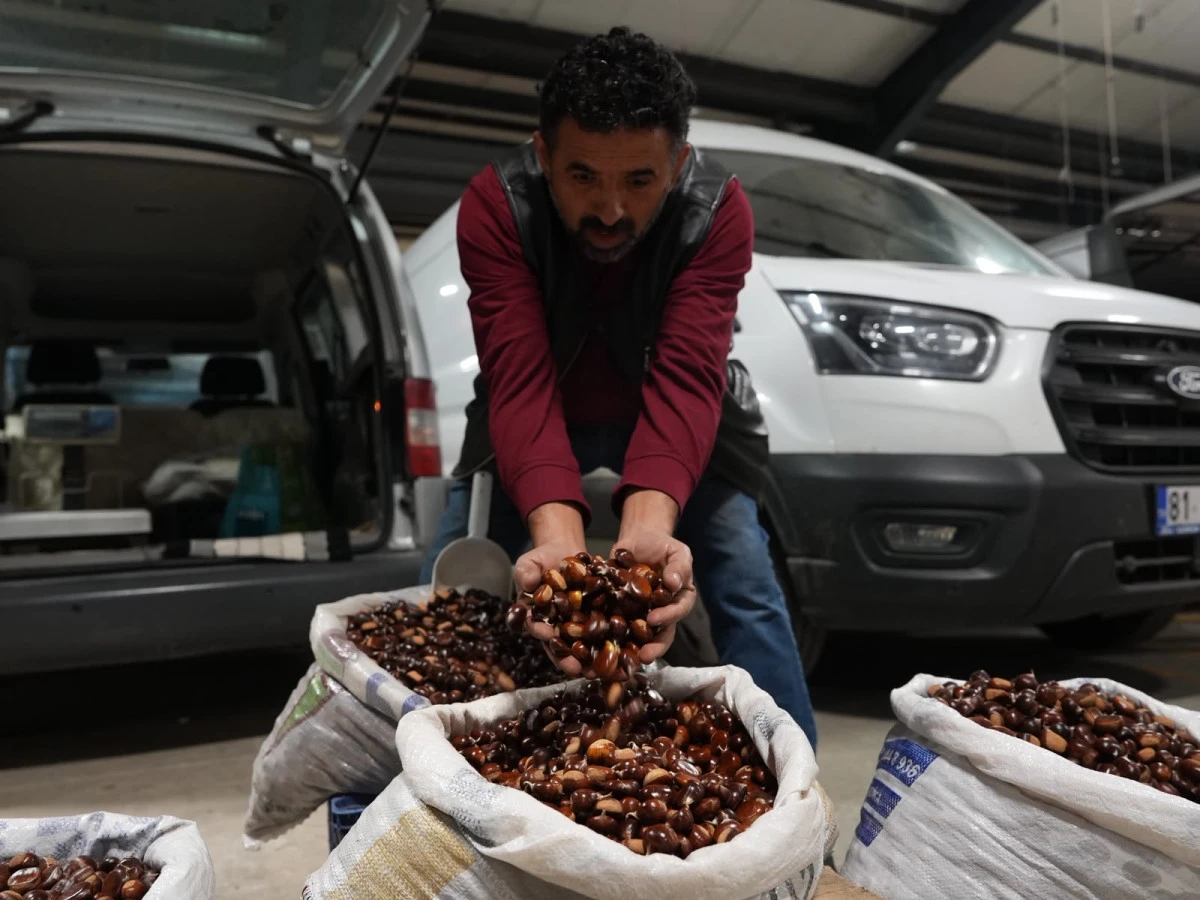 Coğrafi İşaretli D&uuml;zce Kestanesi Pazara İndi