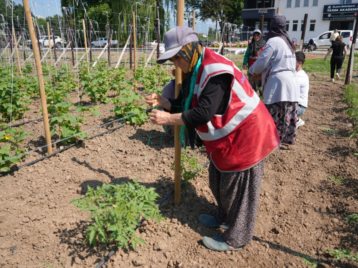 D&uuml;zce Belediyesi Ata Tohumu &Uuml;retim Alanını Genişletti