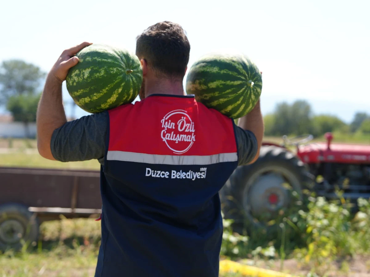 D&uuml;zce Belediyesi&rsquo;nin Karpuz Hasadı İhtiya&ccedil; Sahiplerine Ulaştı 