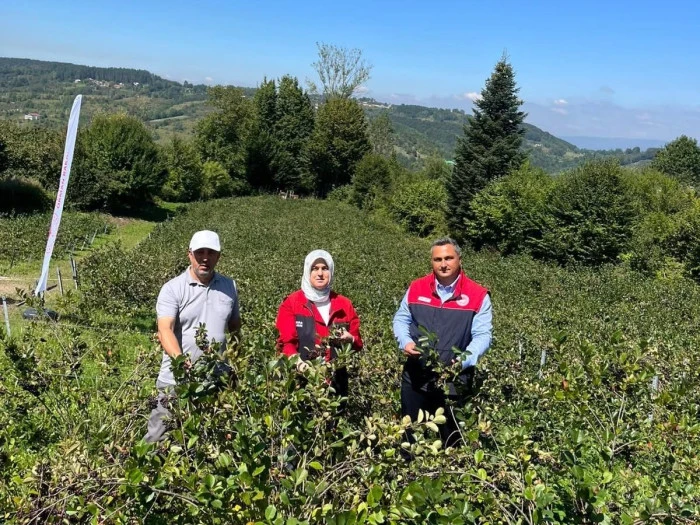 D&uuml;zce'de Aronya &Uuml;retimine Yerinde İnceleme