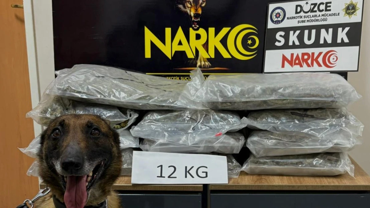 D&uuml;zce'de B&uuml;y&uuml;k Uyuşturucu Operasyonu: 12 Kg Skunk Yakalandı           